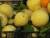 Les citrons du pays (qui font la taille d'un ananas)